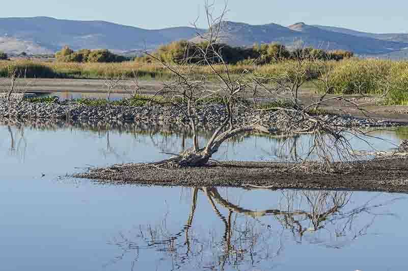 Ciudad Real - parque nacional de Las Tablas de Daimiel 06.jpg